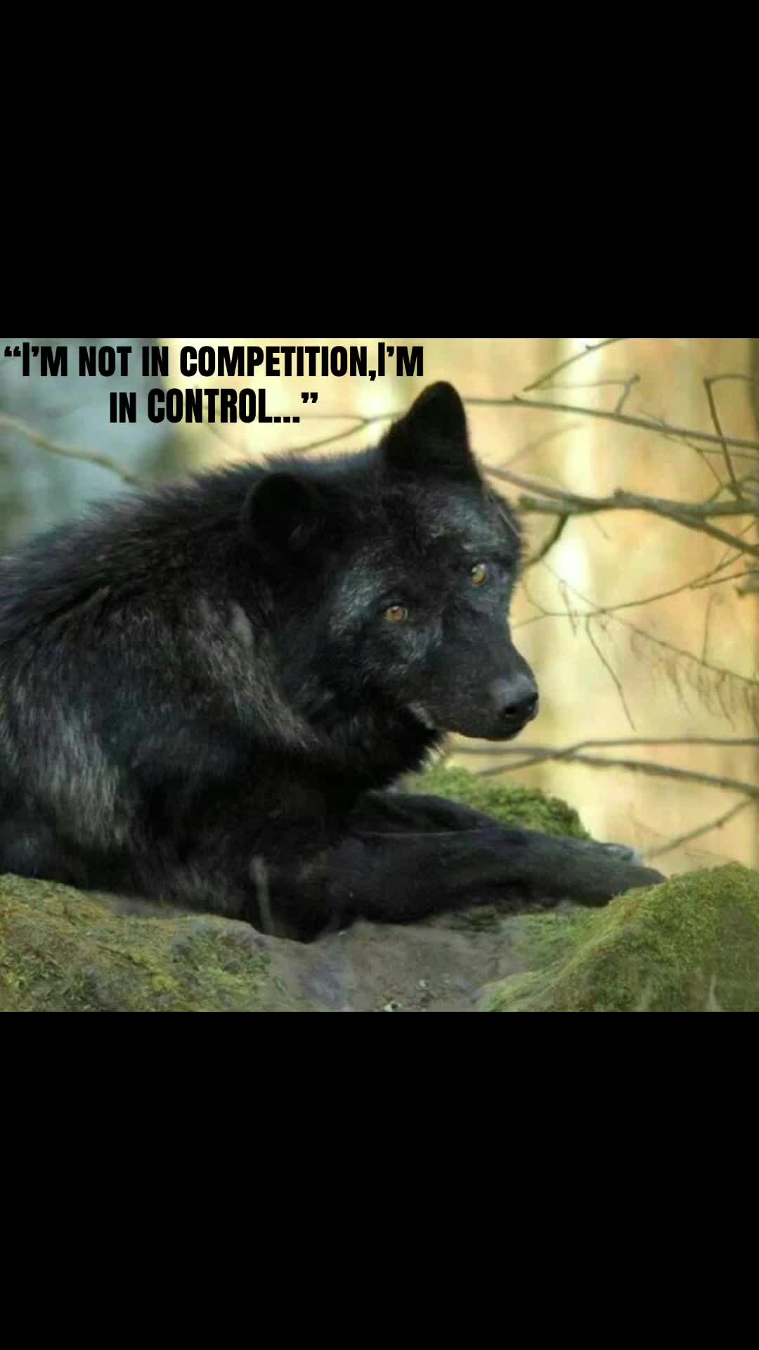 @🪬Conscious_LoneWolf🐺