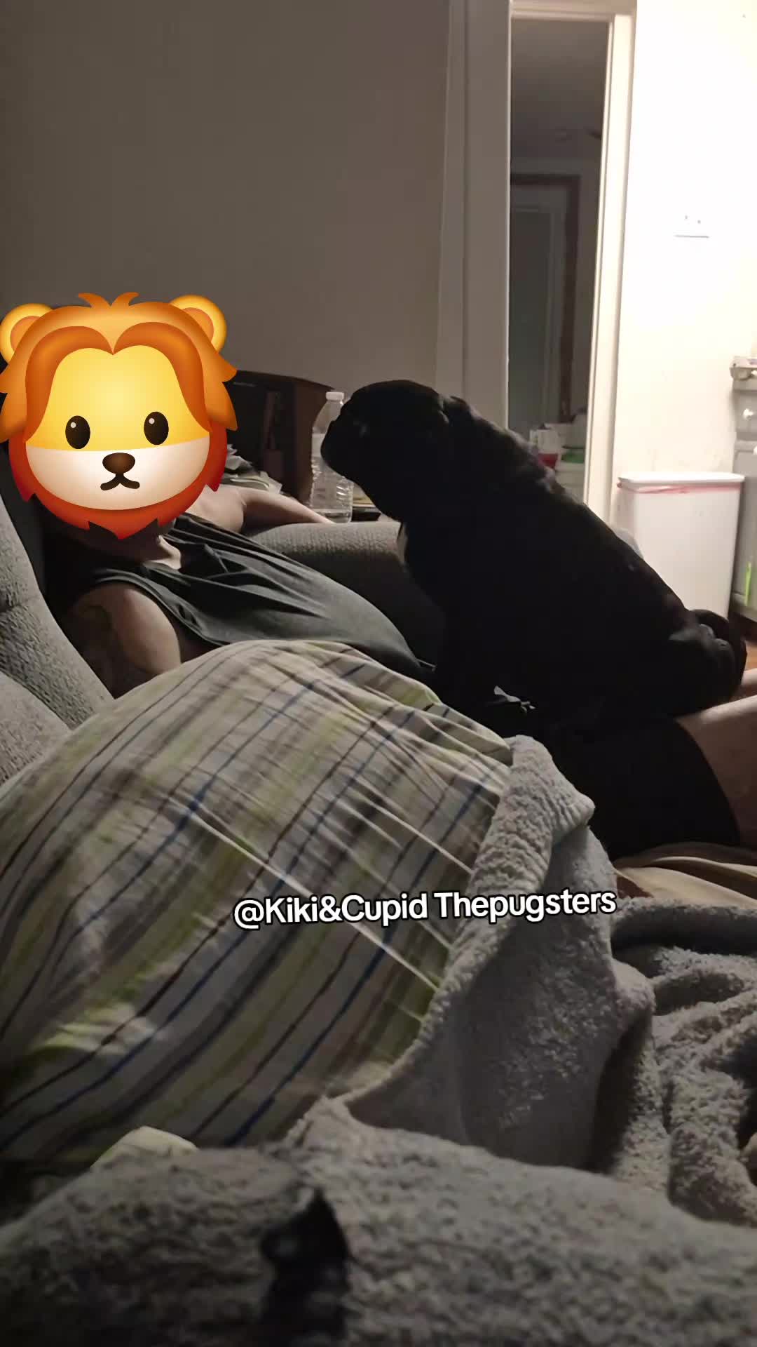 @Kiki&Cupid Thepugster