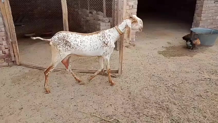 @۔جو مرضی کر لو آخر موت ہے۔