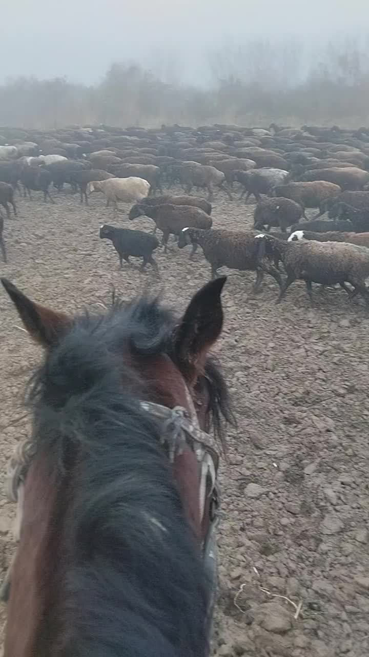 @Ғалымжан
