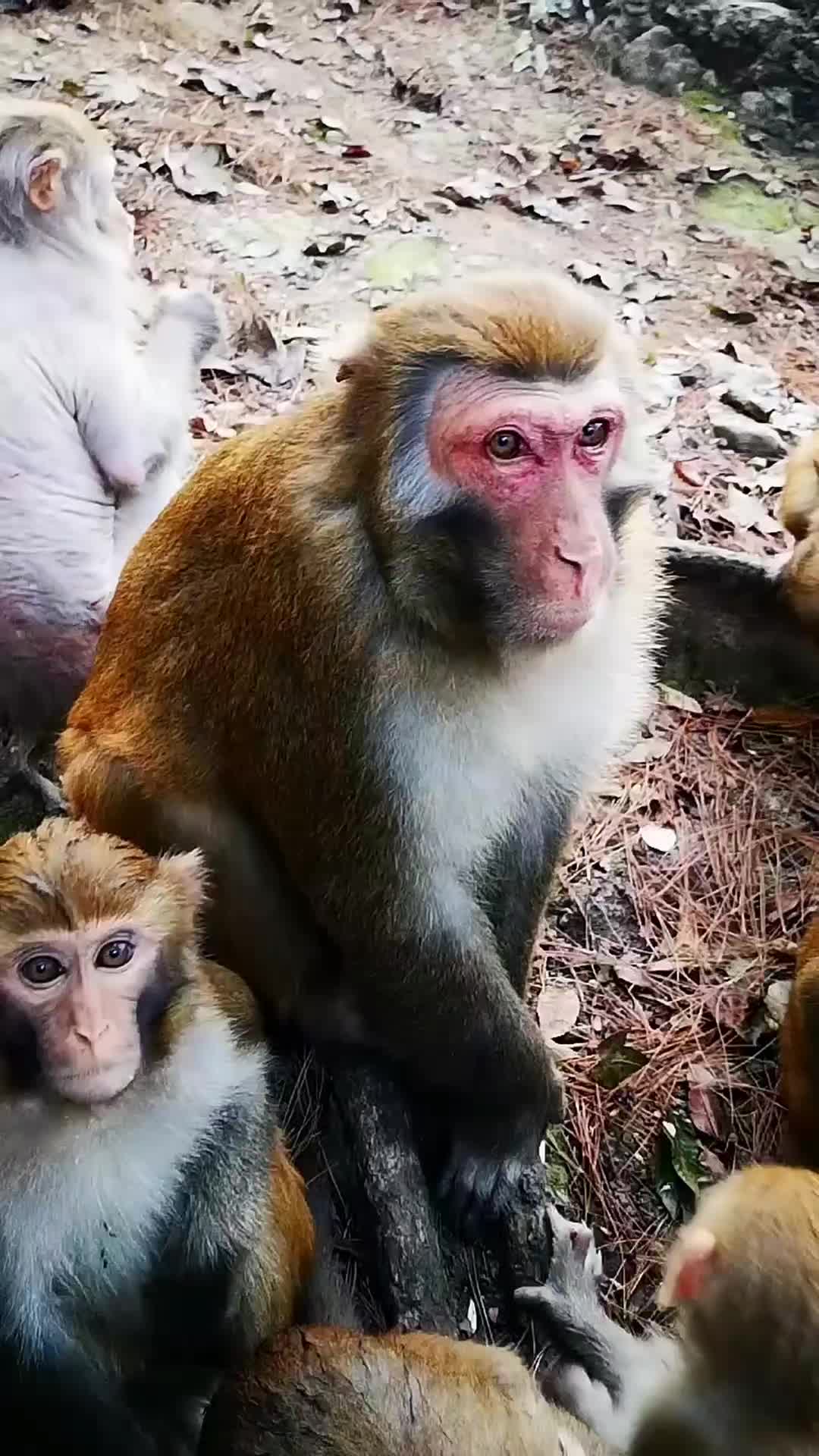 @LilMonkeyVibes