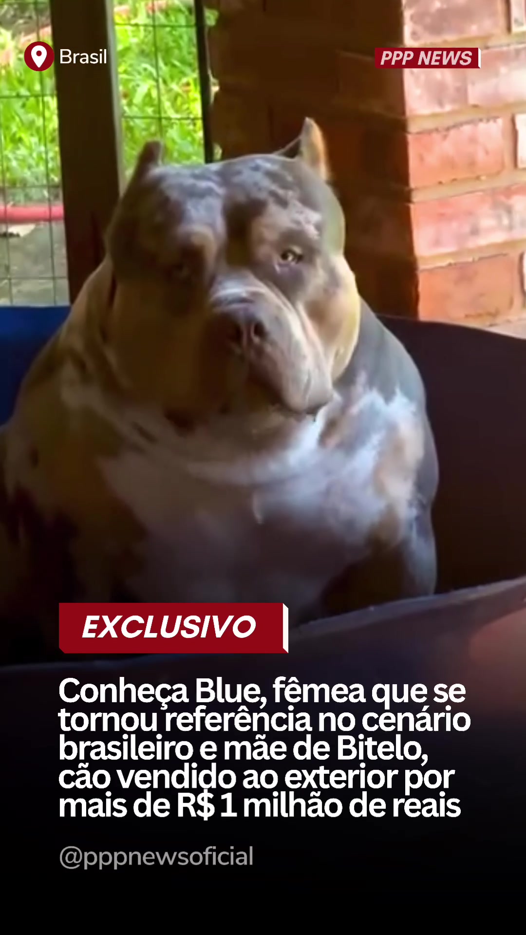 @PITBULL PLANET