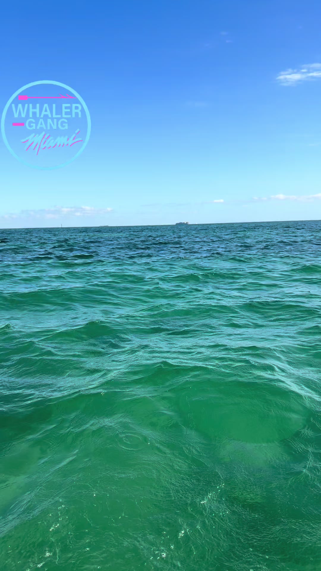 @WhalerGangMiami