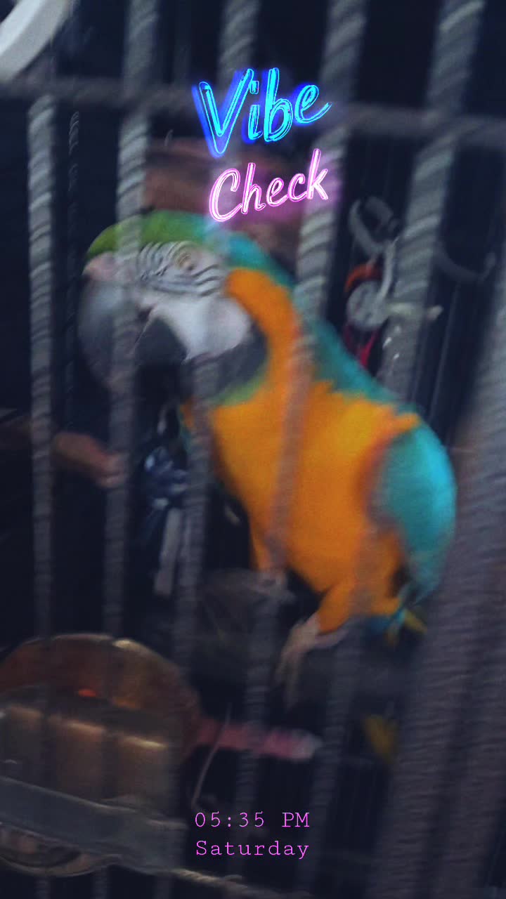 @🕴🏻Heisenbird🐦