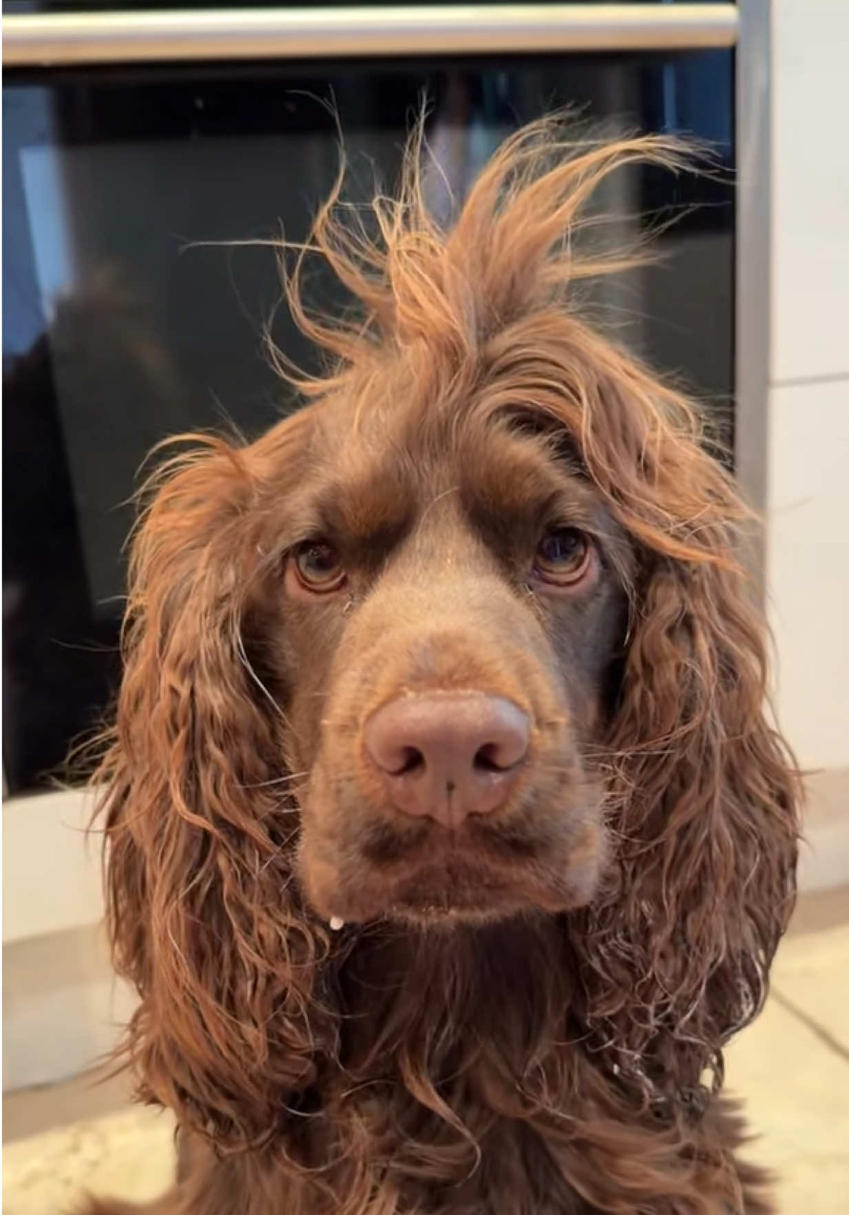 @Yoshi_der_Schokococker