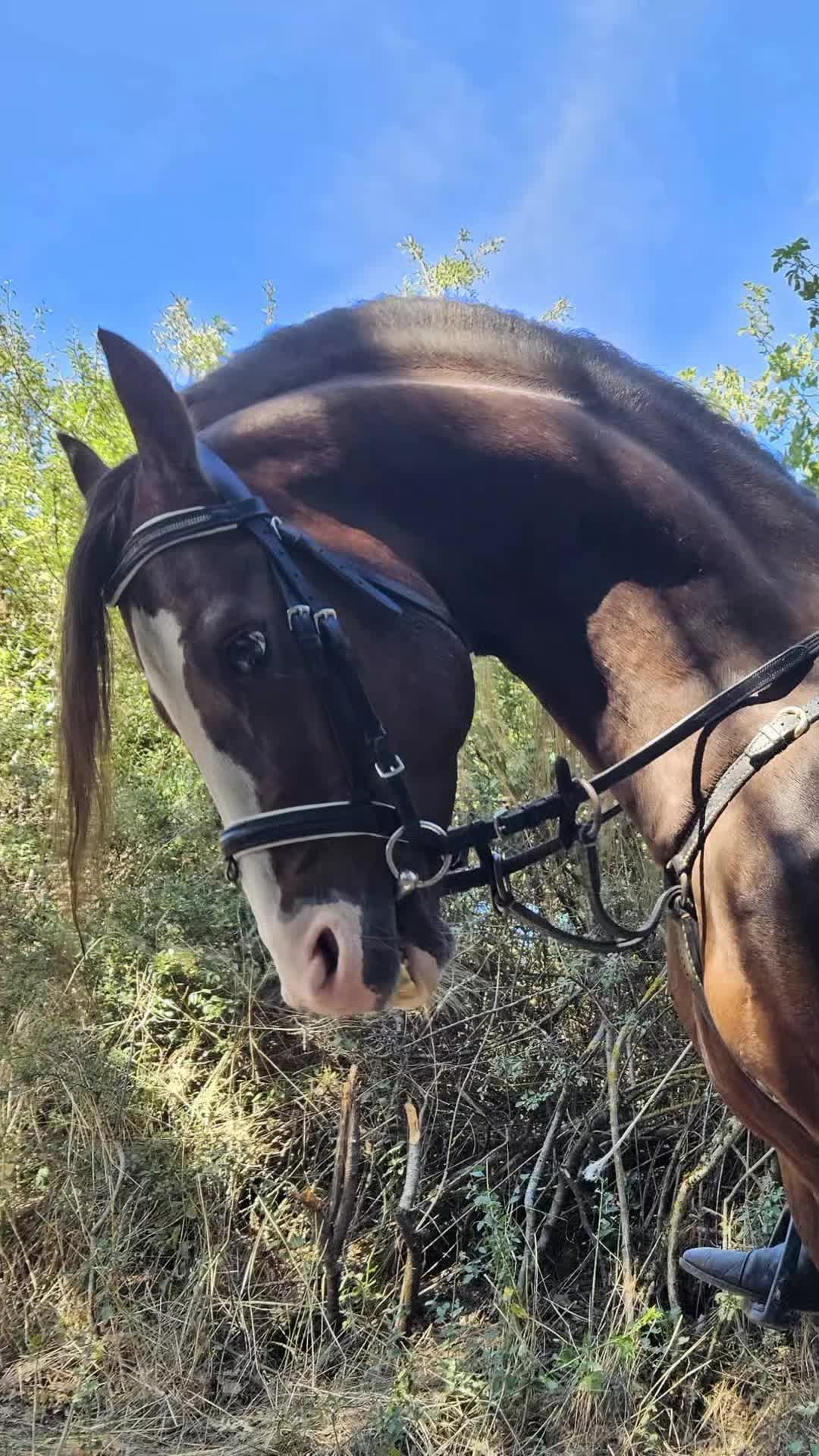 @pony show 🇮🇹🥇