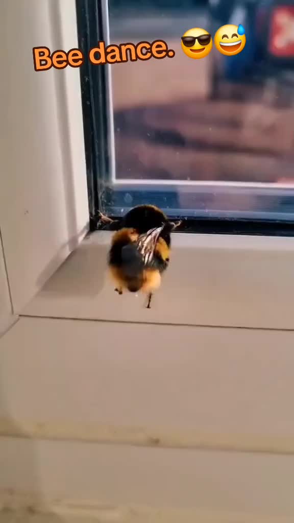 @🤣Vidéos Drôles.Zzz