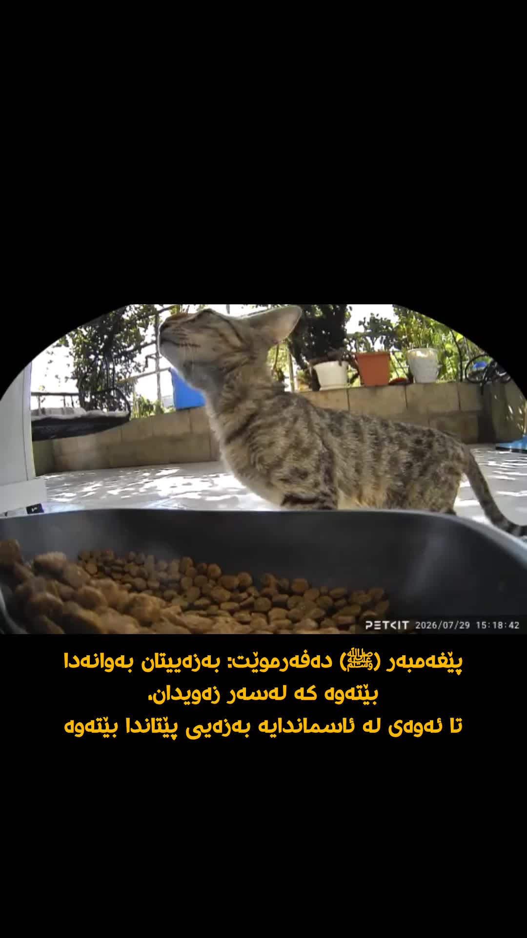 @سێ پشیلەکە🐾
