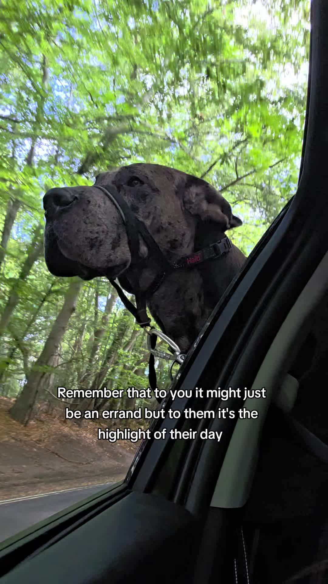 @Magnus the GREAT DANE
