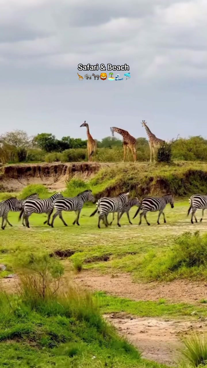 @Zanzibar_Tours