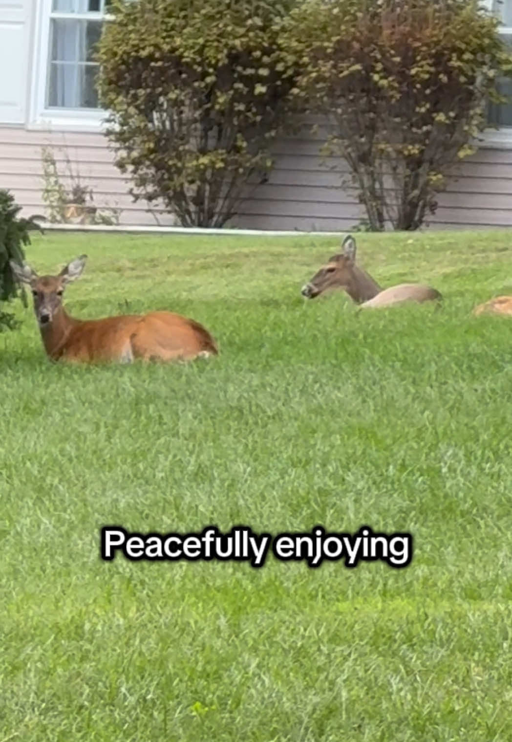 @The Appalachian kitties