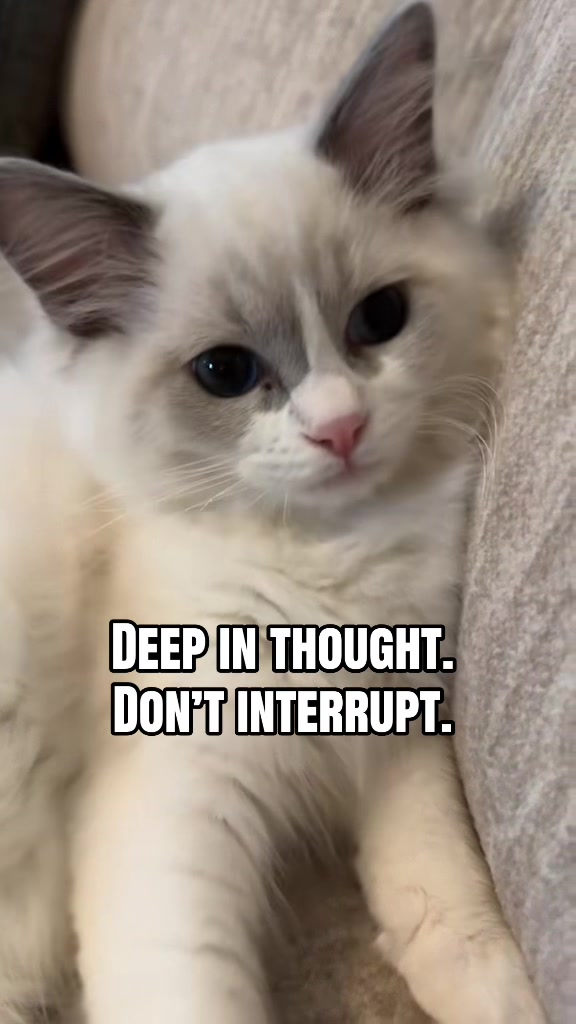 @Milo The Ragdoll Cat