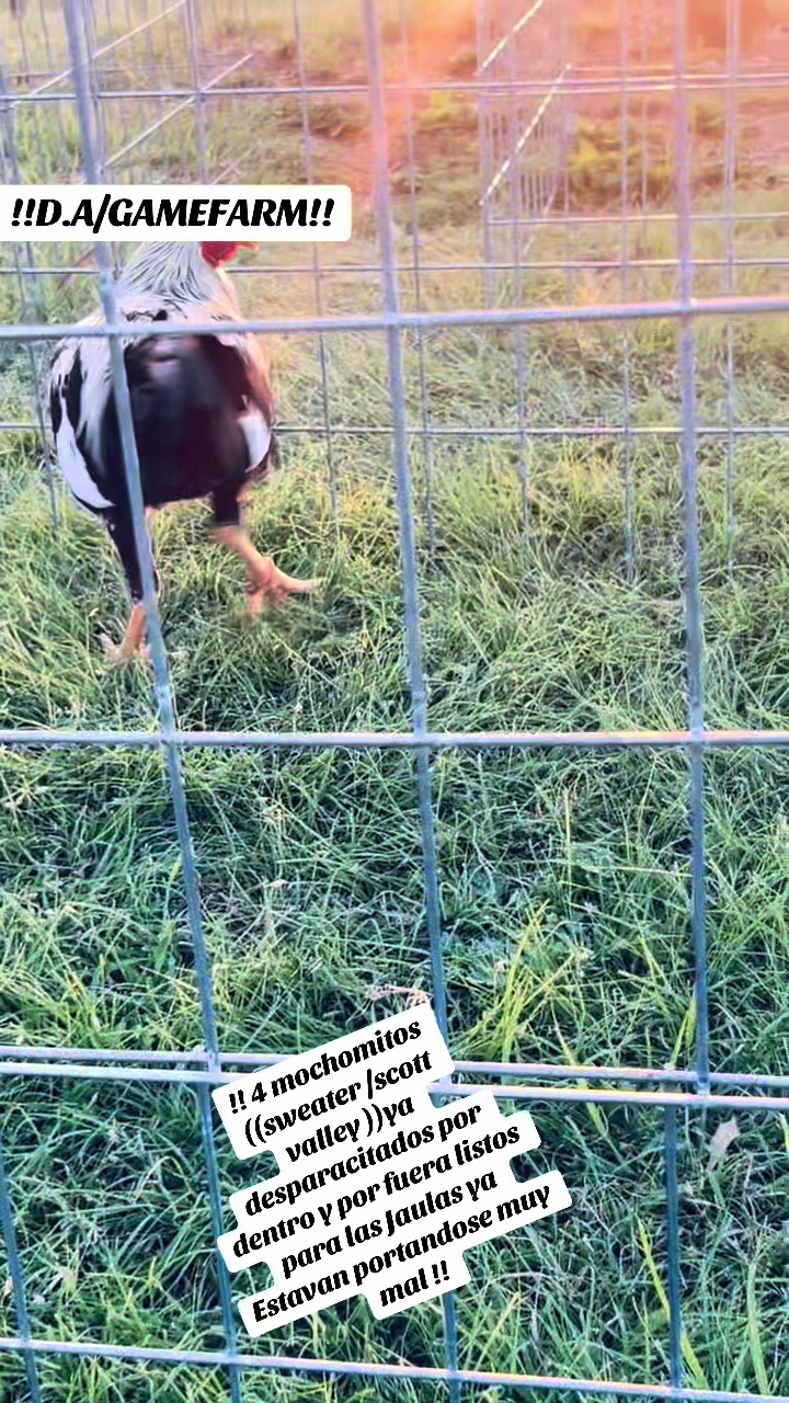 @DAgamefarm