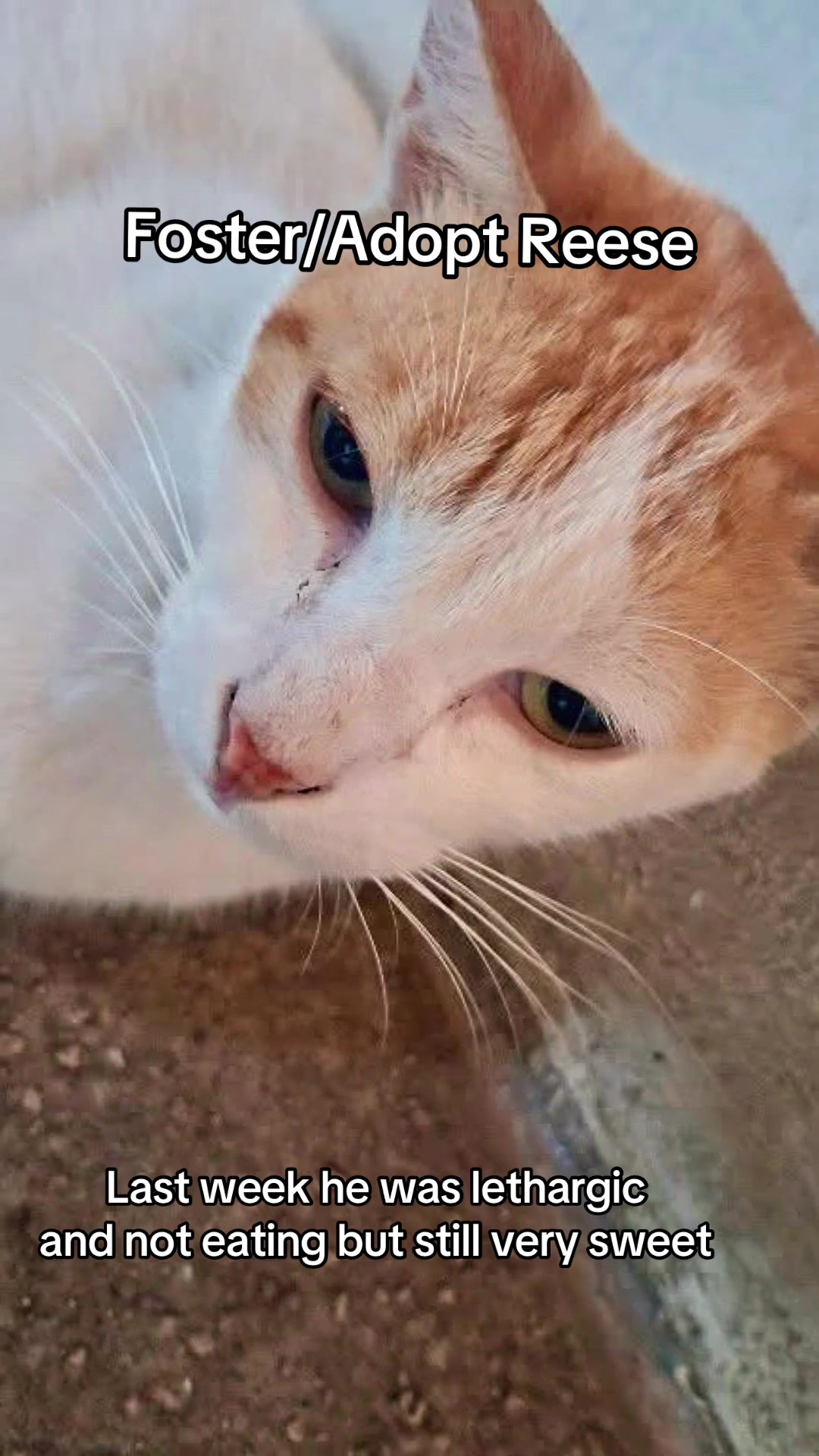 @Cats of BGC