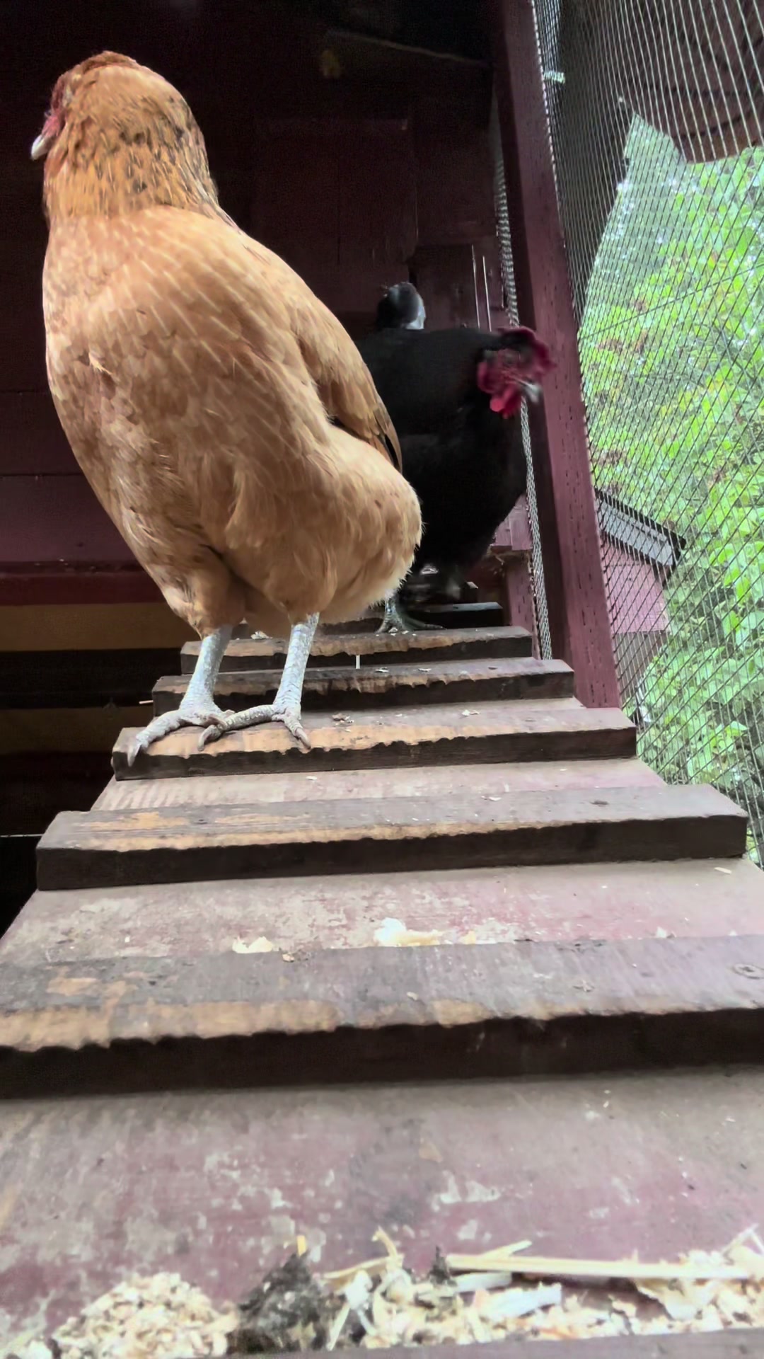 @FusterCluck Farm