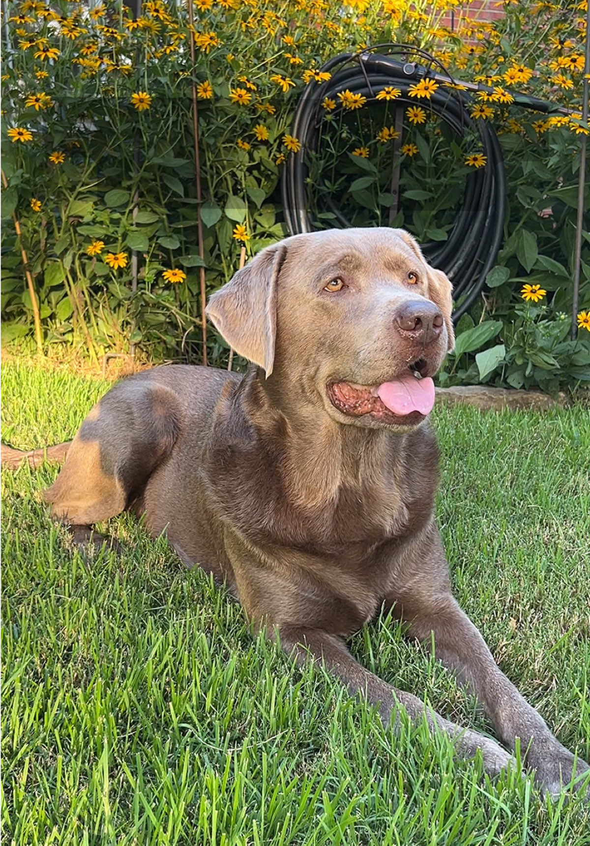 @Hank the Tank | Silver Lab 🩶