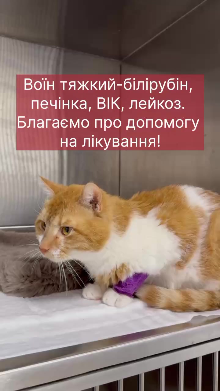 @КотоДім Cat House