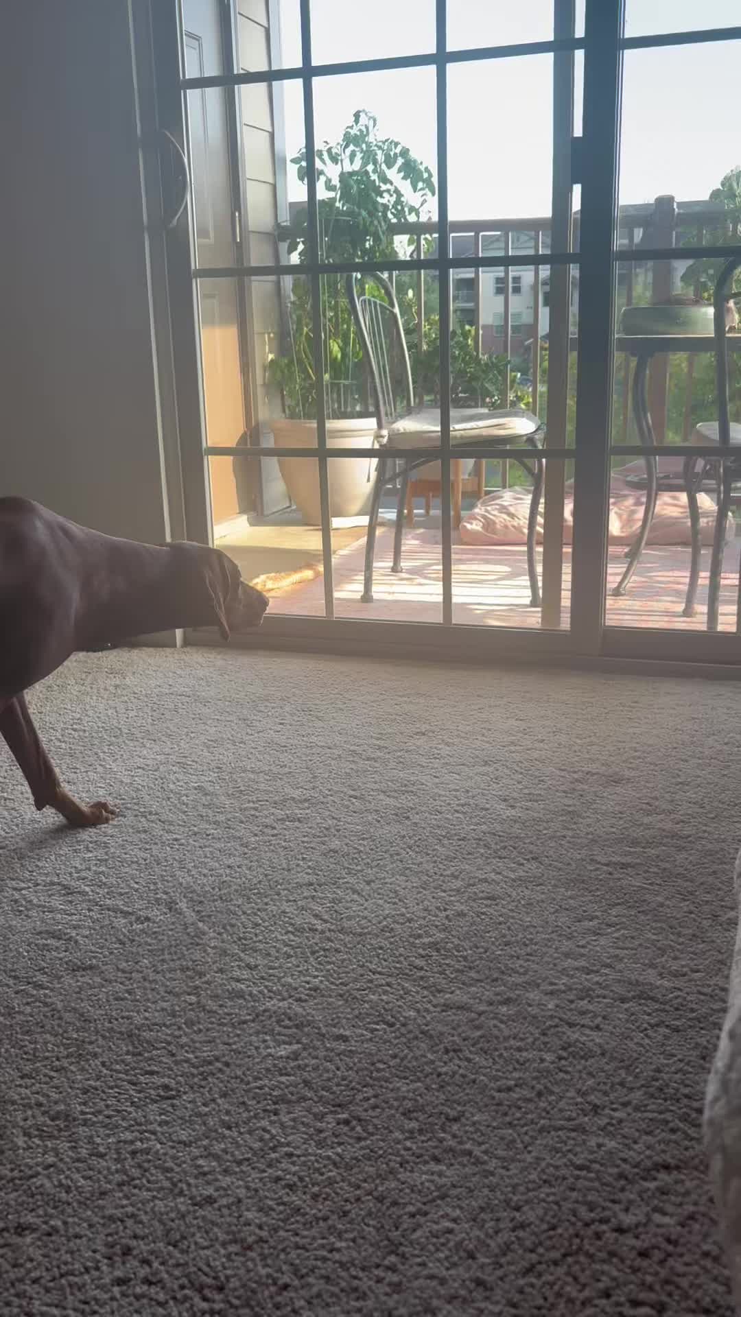 @Wiggle butt