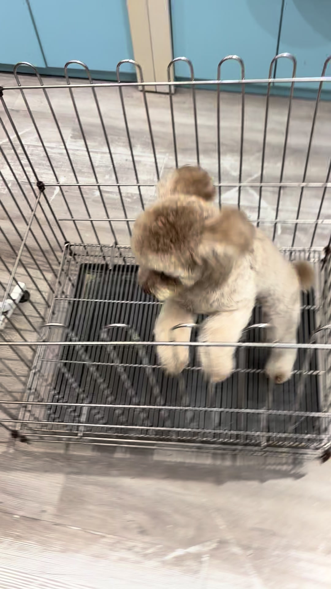 @PetHouse - Thế giới Pet