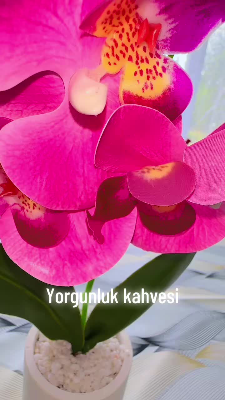@🌺🦂 🦂AKREP🦂 🦂🌺