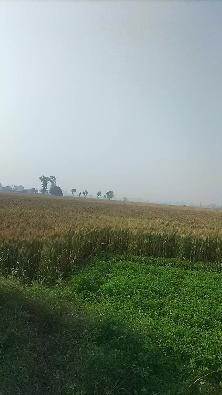 @chaudhary saab