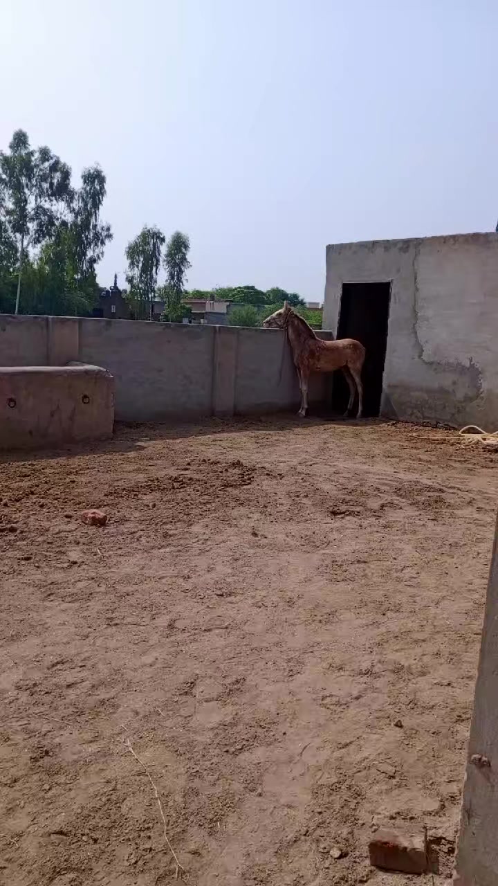 @@𝙂𝙍 𝙃𝙤𝙧𝙨𝙚 𝙁𝙖𝙧𝙢 🐴