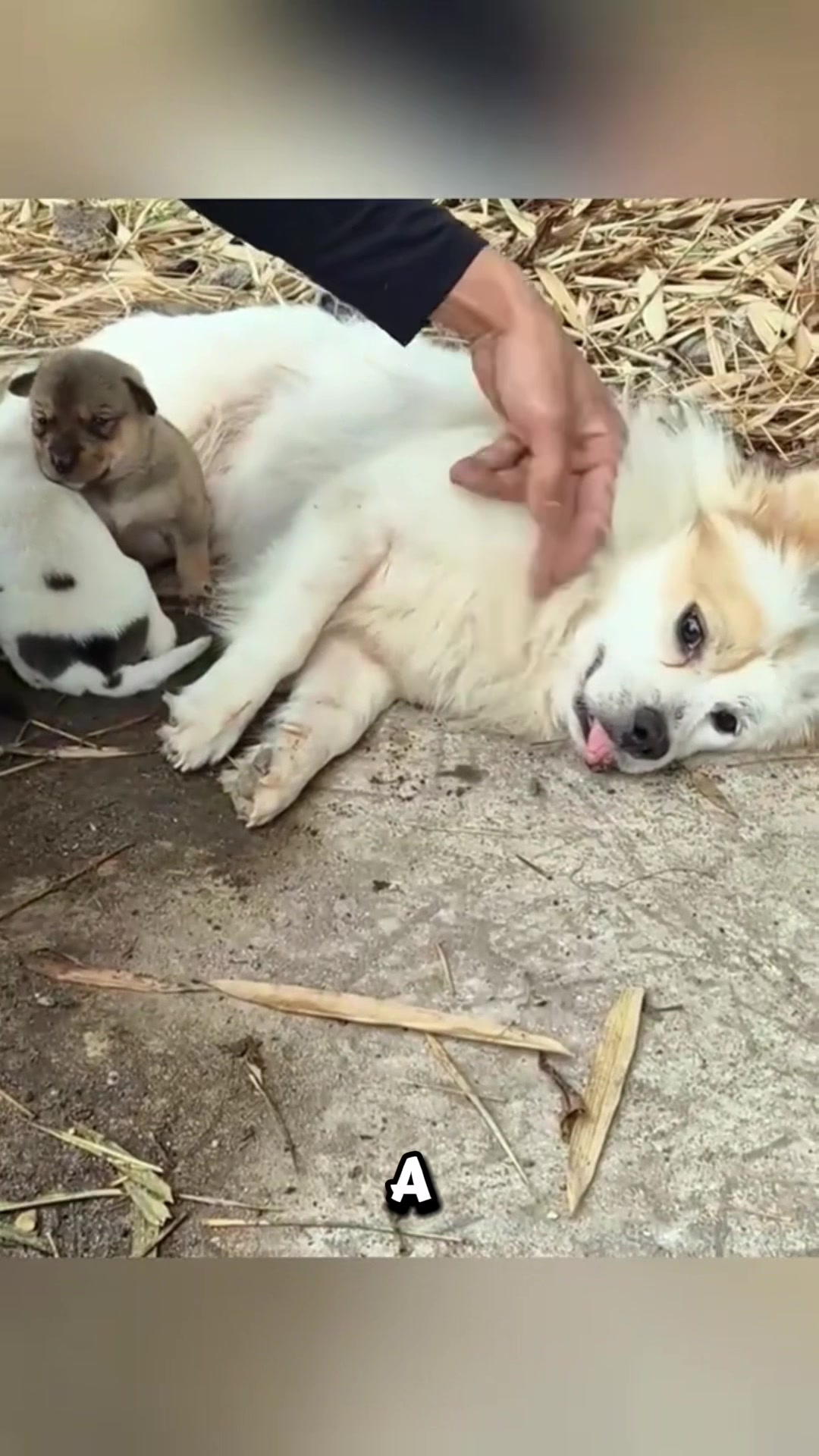 @rescueanimals69