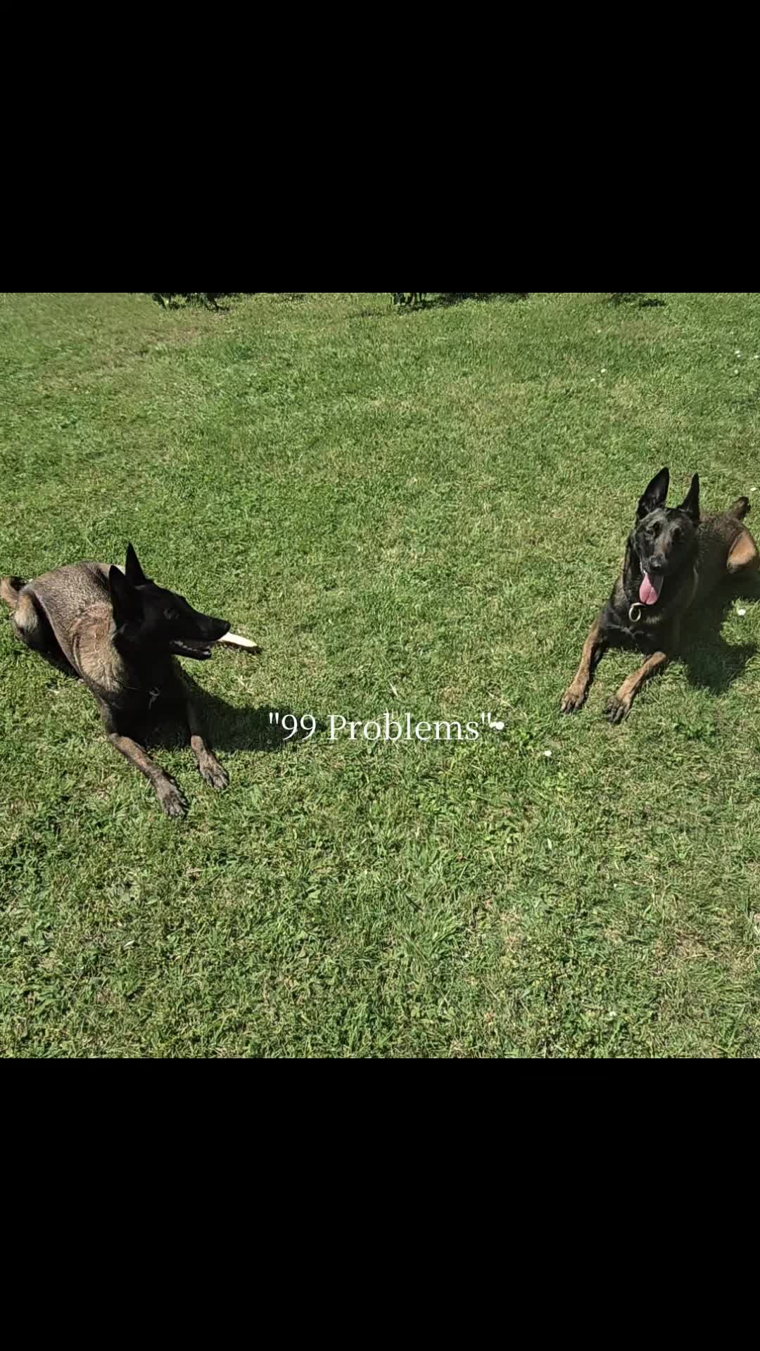 @Morgè_Malinois