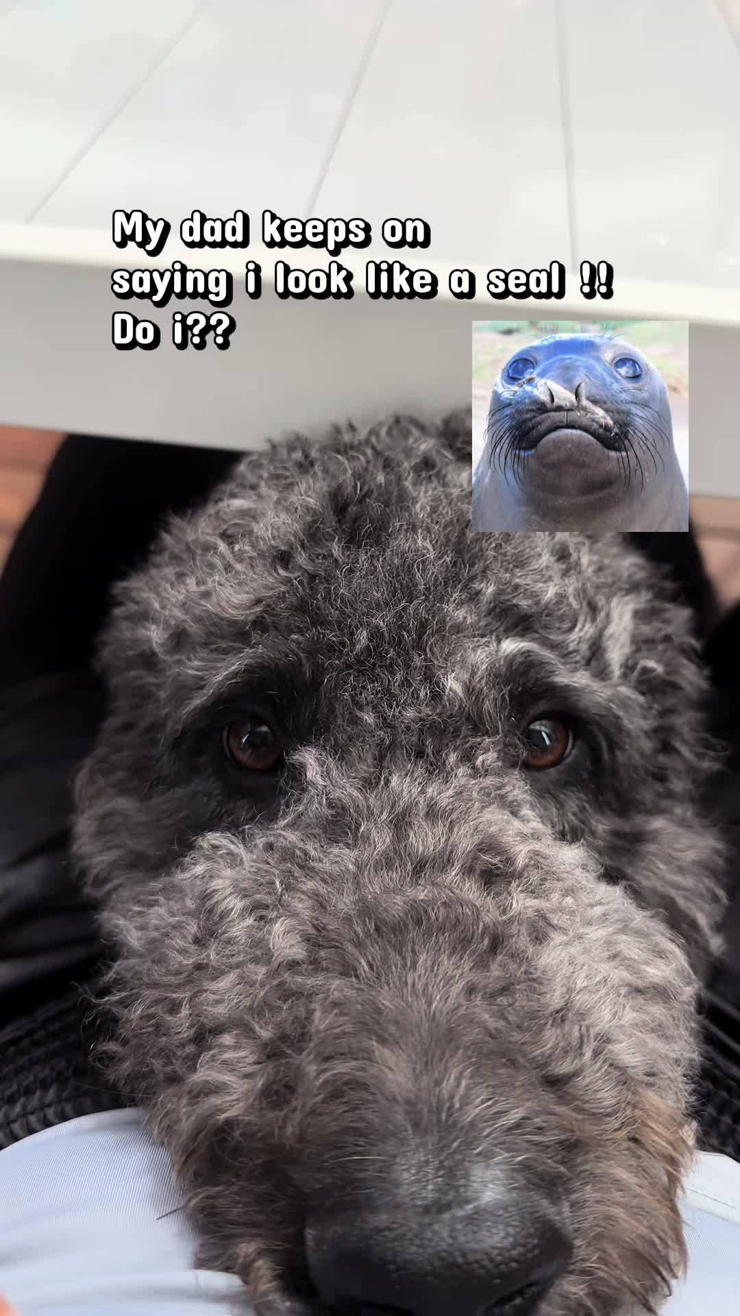 @Luna - The Goodest Labradoodle