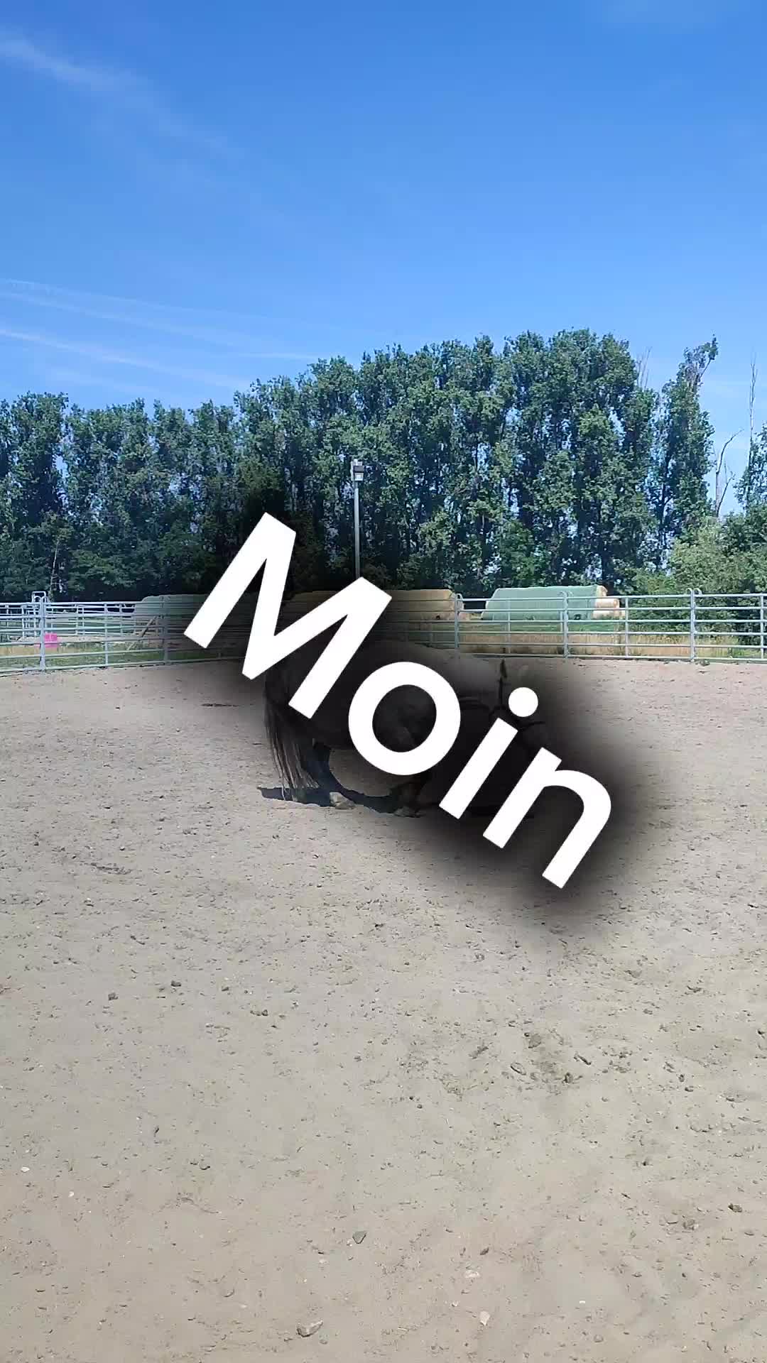 @Horses 🫶🌺