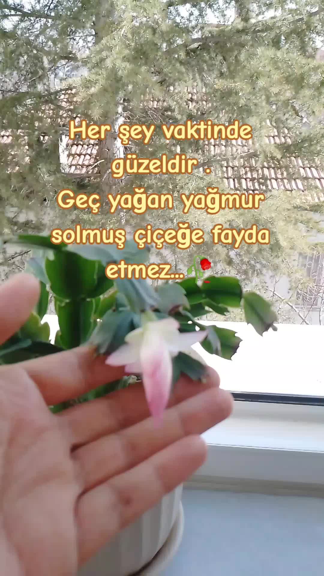@Bir kelebek 🦋 misali ömrüm