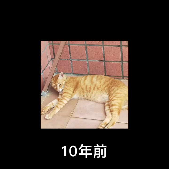 @小黑貓
