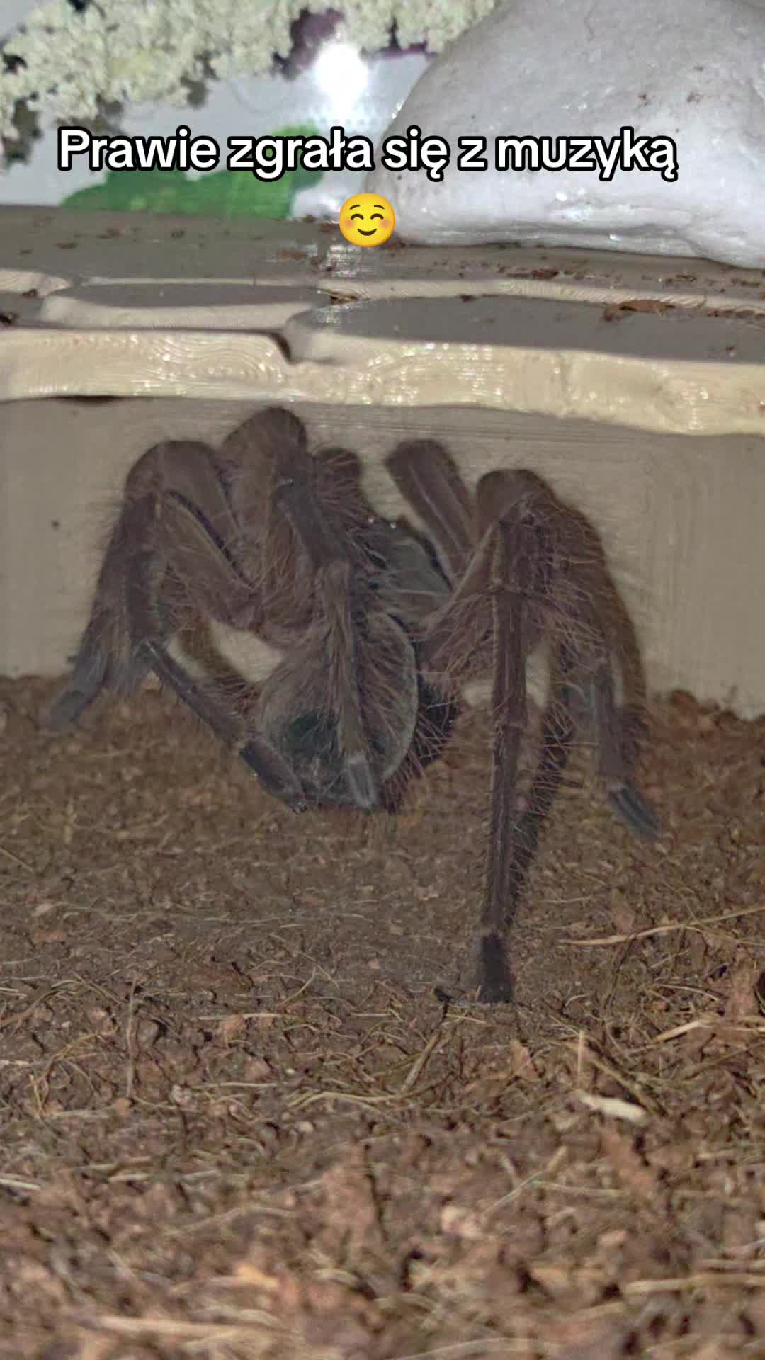 @Magdalena® 🕷️🐍🦂🪴