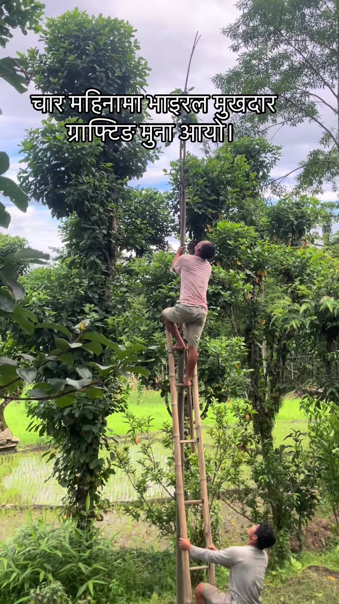@नखावा कृषि(जय राई)