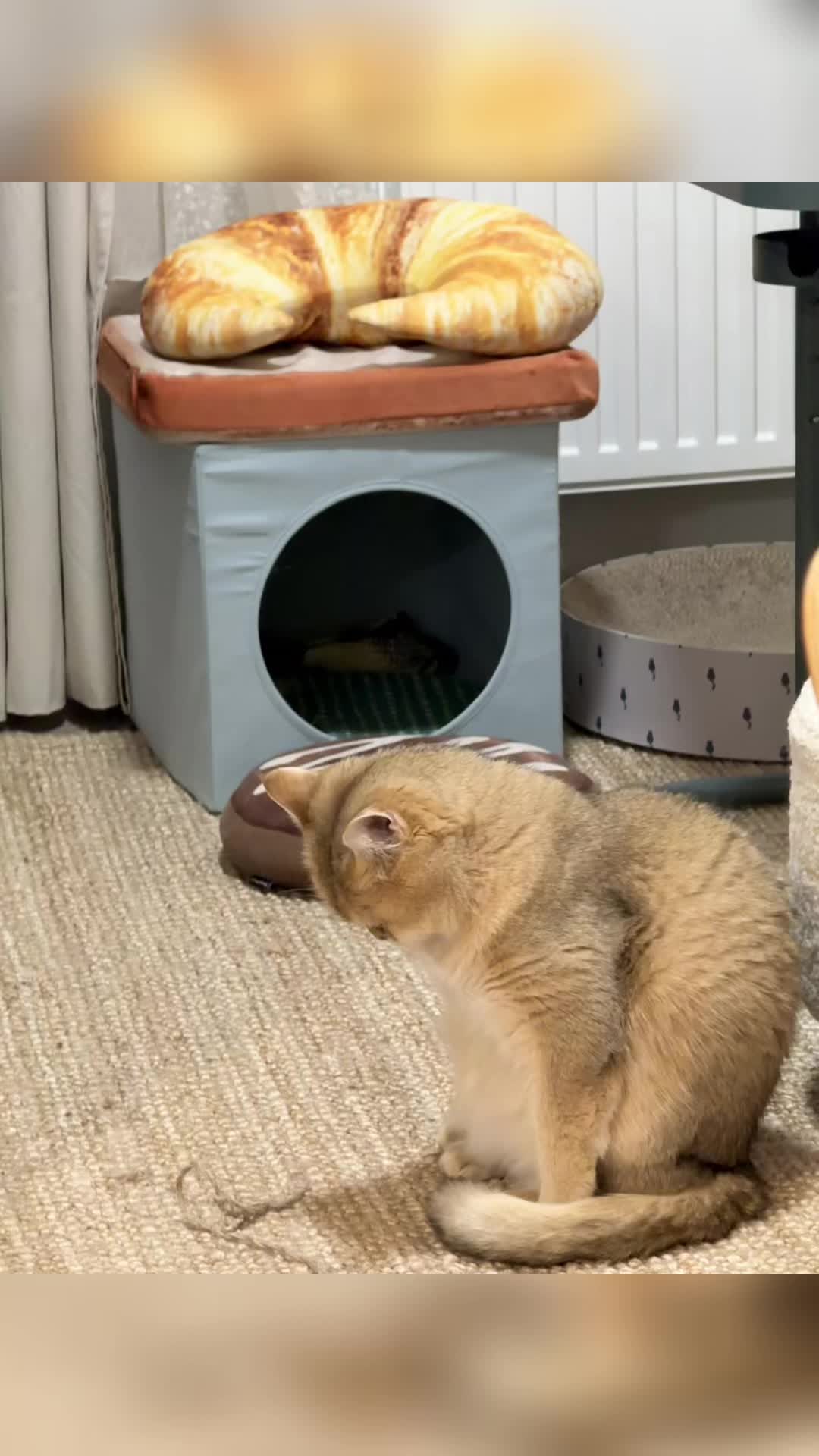 @MylittleChipsss