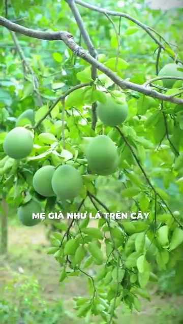 @Phạm Văn Thảo