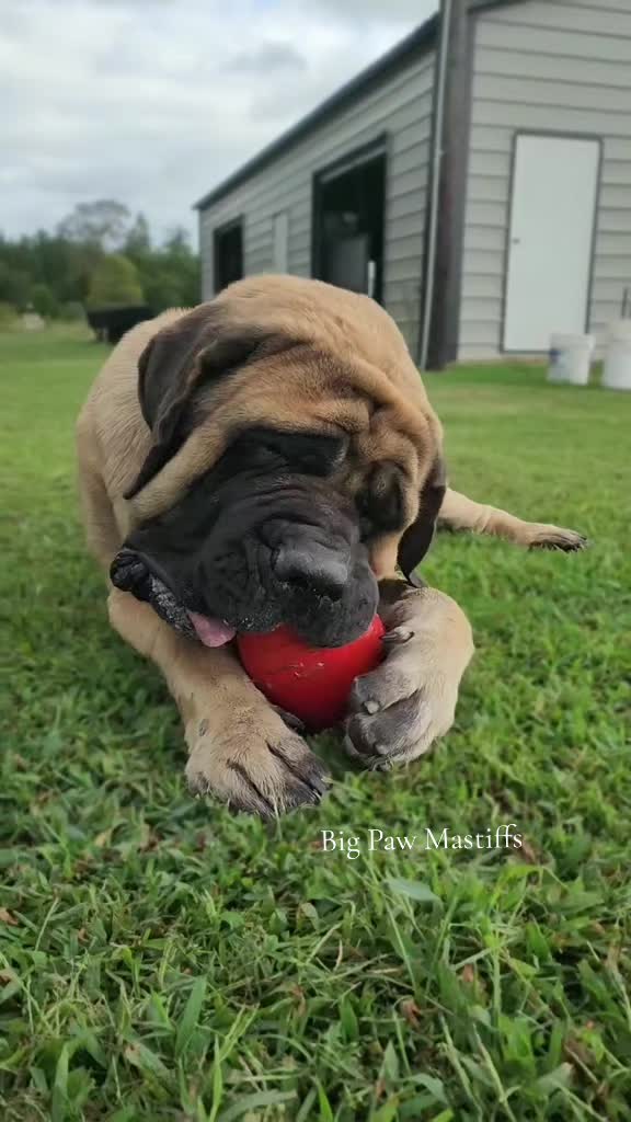 @Big Paw Mastiffs