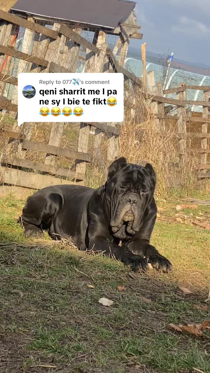 @NeroCaneCorsoKennel