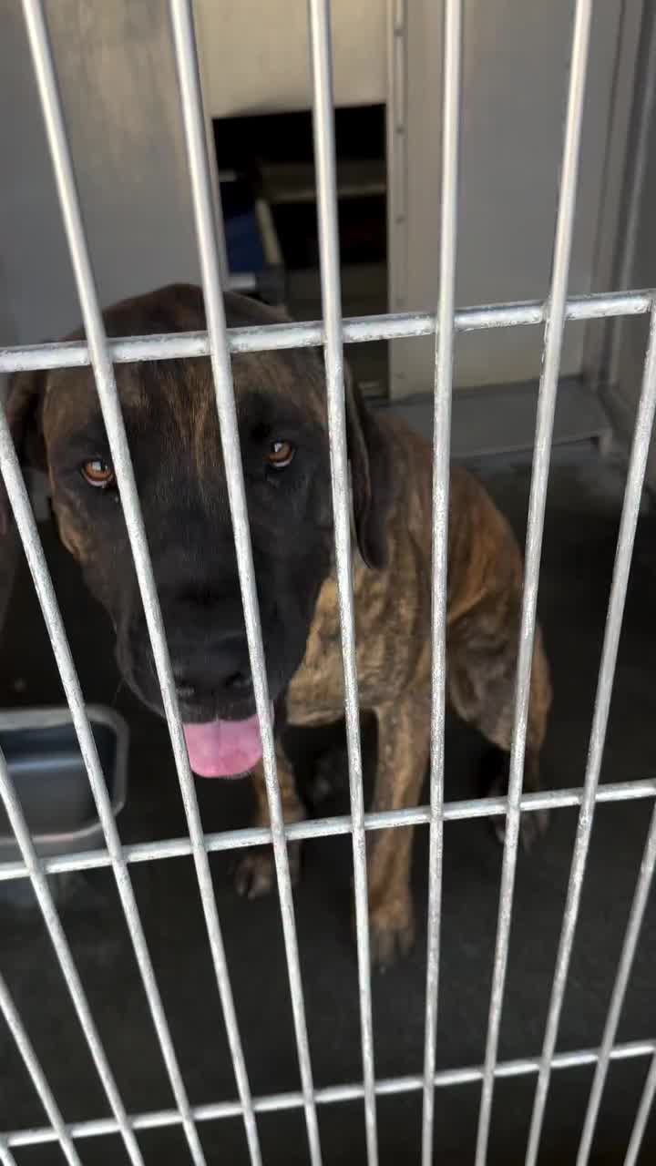 @Cane Corsos