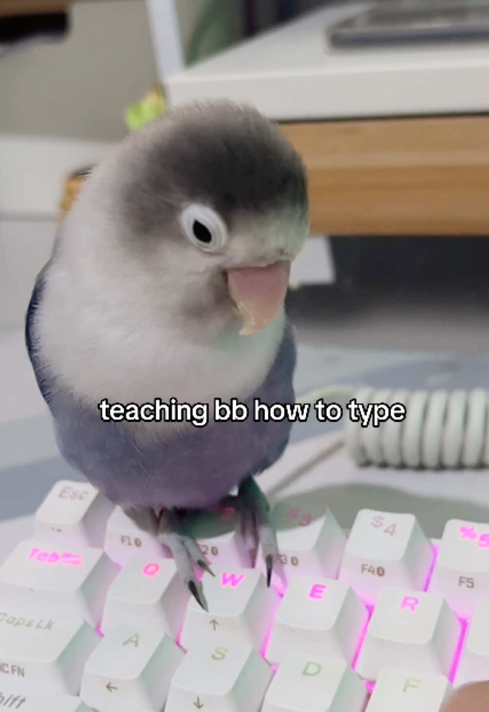 @Birdo and BB
