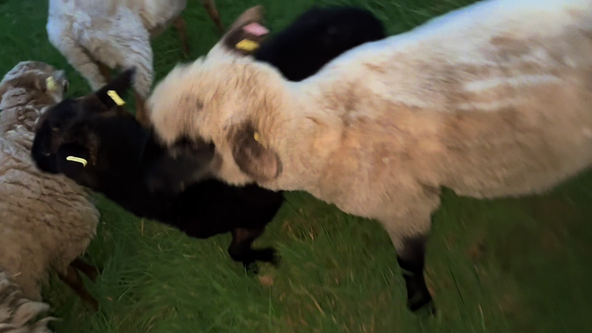 @Dat Doerpschaap