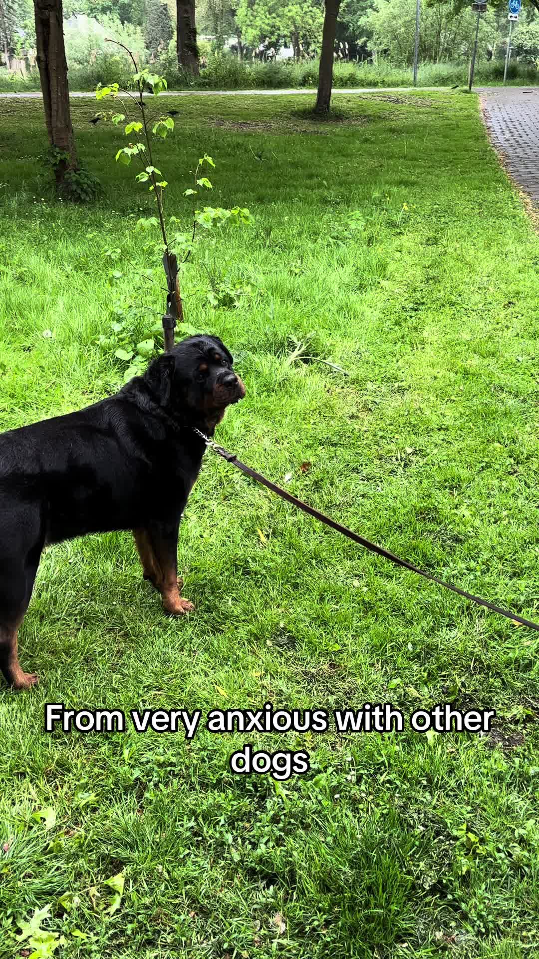 @Dyce de rottweiler