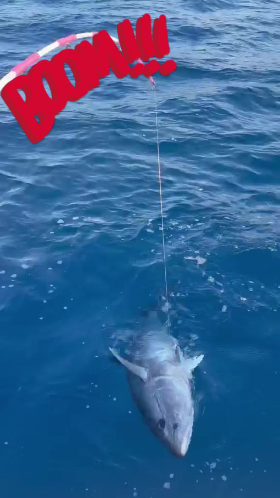 @simplyfishing asd