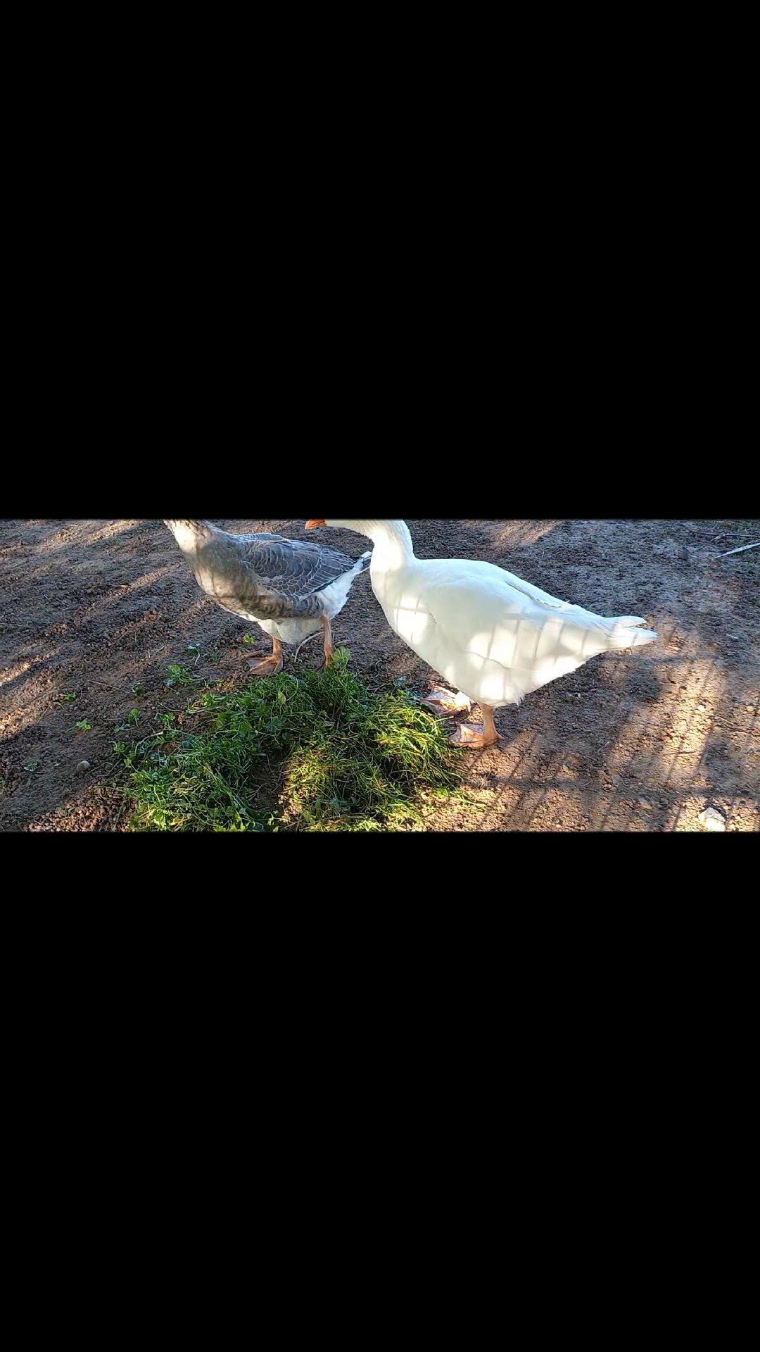 @🦚🆃𝓲𝓮𝓻🅿𝓪𝓻𝓴🆃𝓸𝓴🦚
