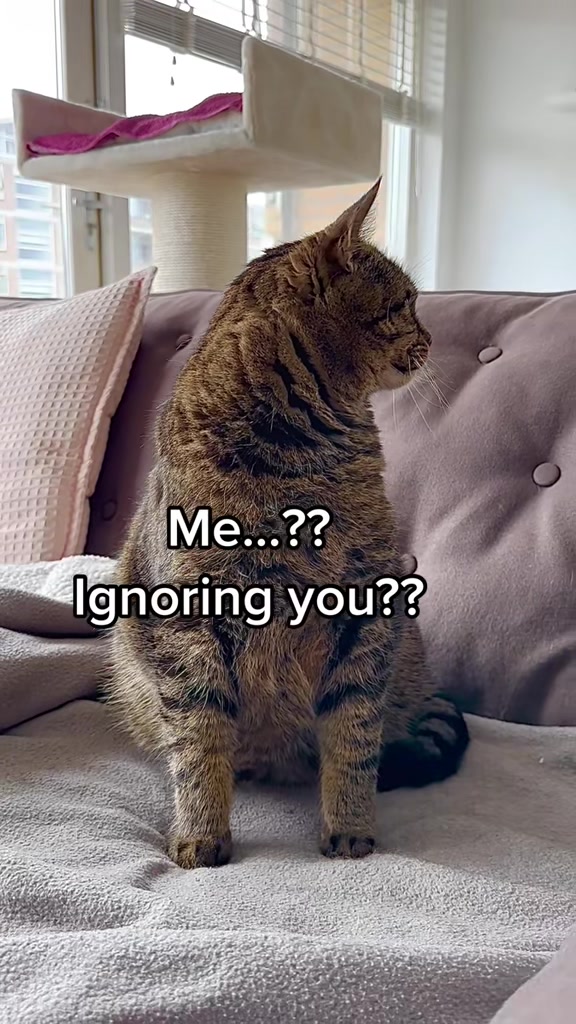 @Joep_the_ rescuecat