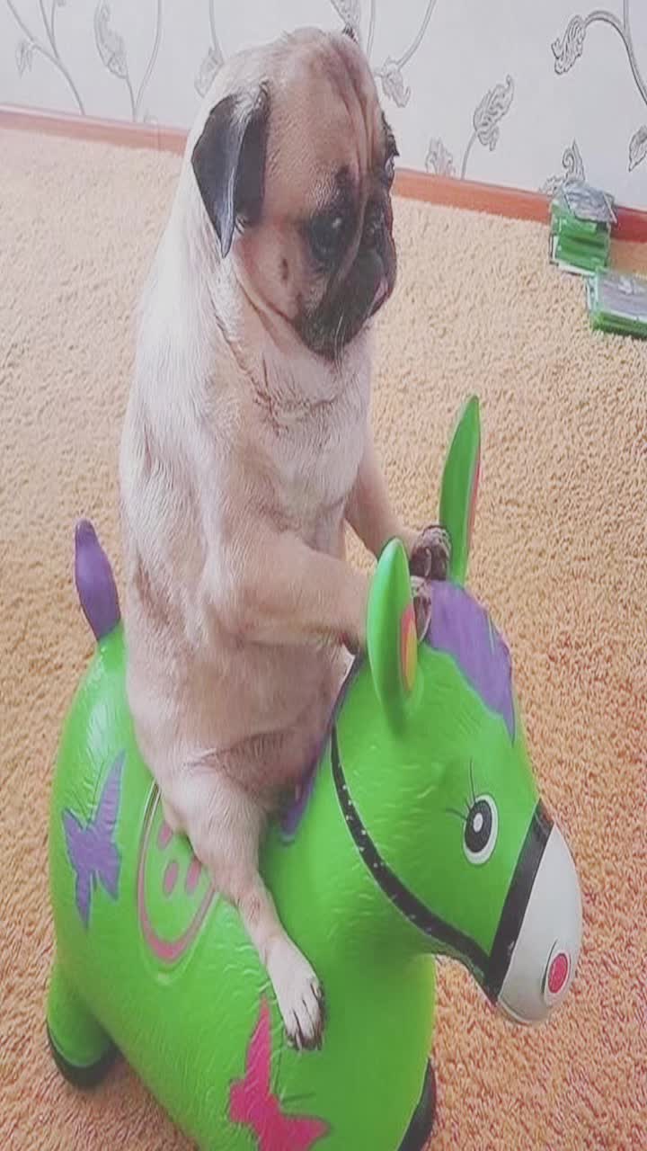 @frisbeedog1025