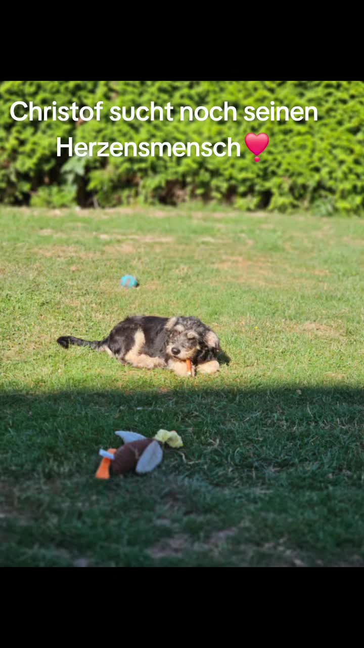@❣️Chihuahua Benji best Dog❣️