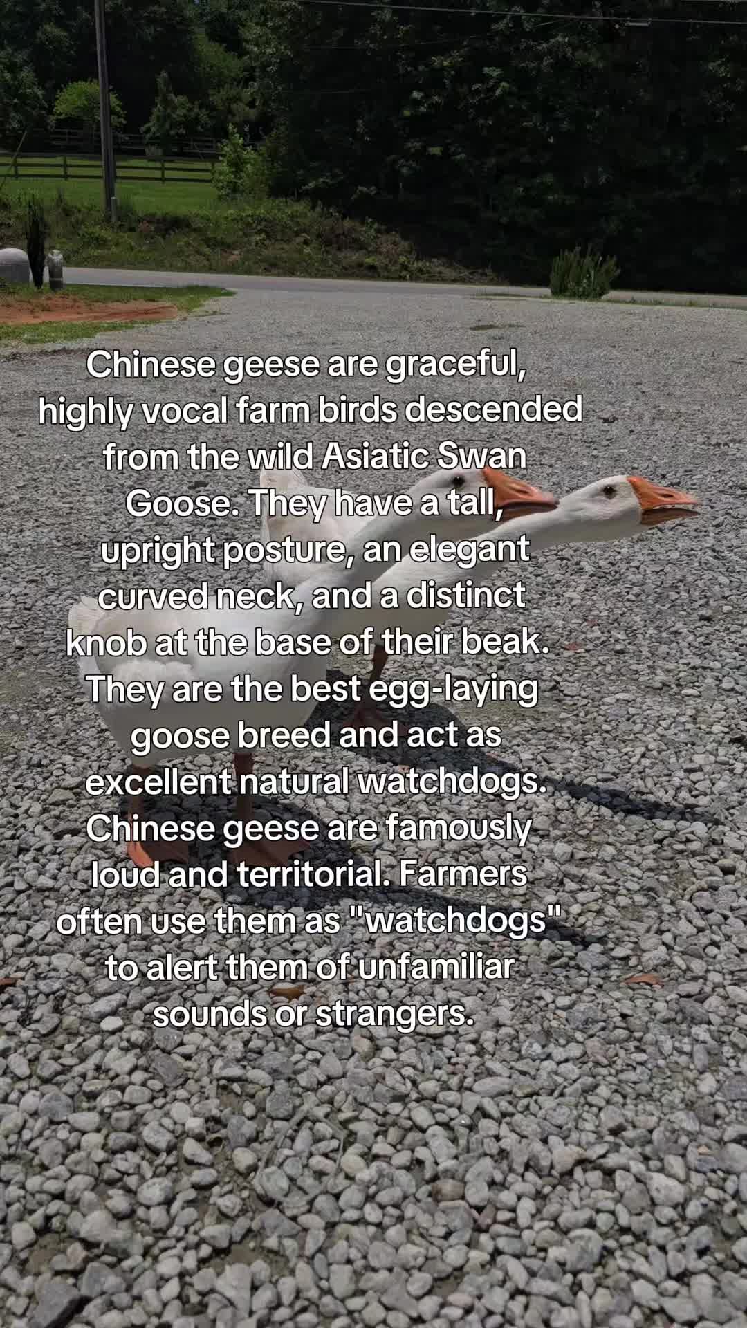 @Skeletonsonbeaverpond❌️🦆☠️