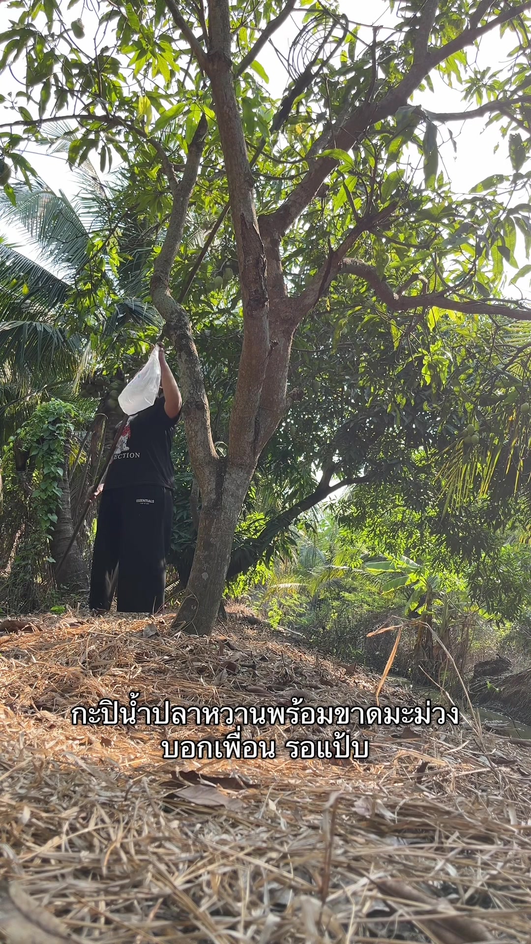 @แอนนี่มีแมวสามตัว