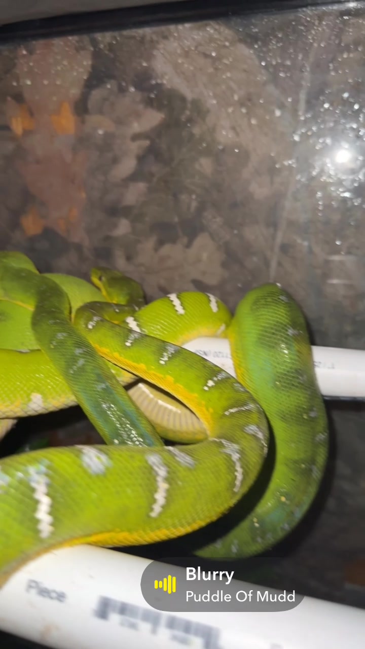@A&L Reptiles
